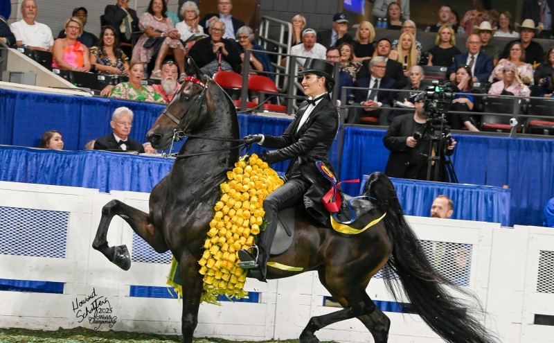 Juliette Dell: Equestrian Champion, Family Background, Husband, Career and Life Beyond the Dell Name Juliette Dell